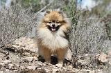 SPITZ ALLEMAND 314